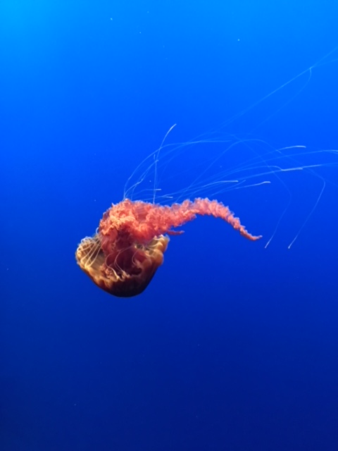 11 Monterey Aquarium